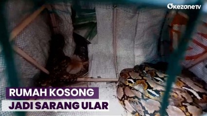 Rumah Kosong di Jakarta Timur Diduga jadi Sarang Puluhan Ular