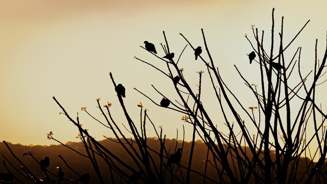 Científicos advierten que las olas de calor están transformando a algunas especies de aves.