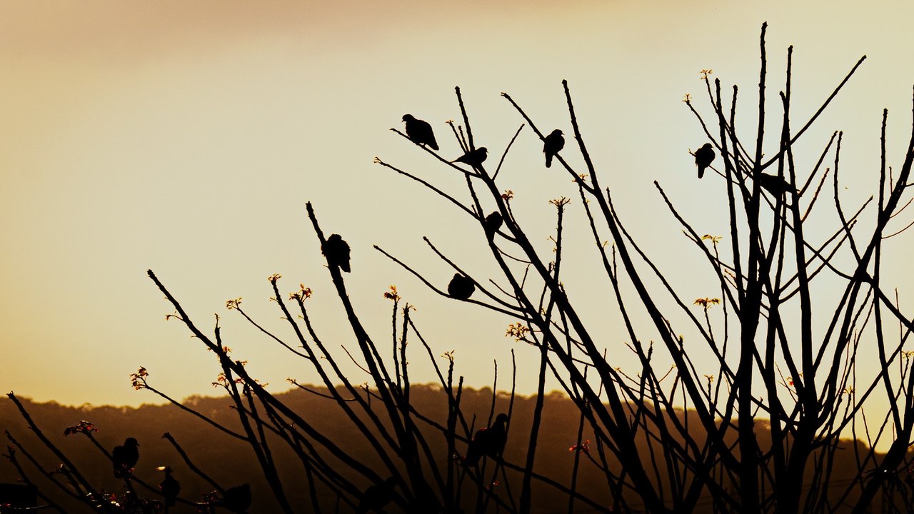 Científicos advierten que las olas de calor están transformando a algunas especies de aves.