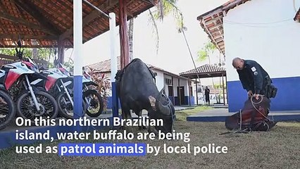 “Buffalo Soldiers”: revered Asian buffalo claims its place on Brazilian island