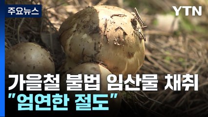가을철 불법 임산물 채취 기승..."엄연한 절도" / YTN