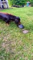 Curious Dachshunds Check Out Turtle