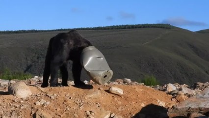 Liberado un oso que metió su cabeza en un cubo de plástico