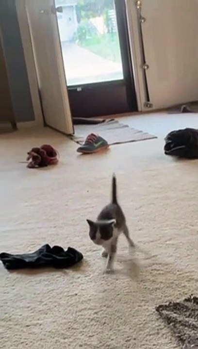 CUTE CAT KITTEN VIDEO 15