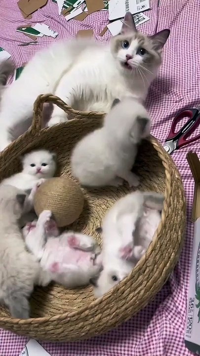 CUTE CAT KITTEN VIDEO 13