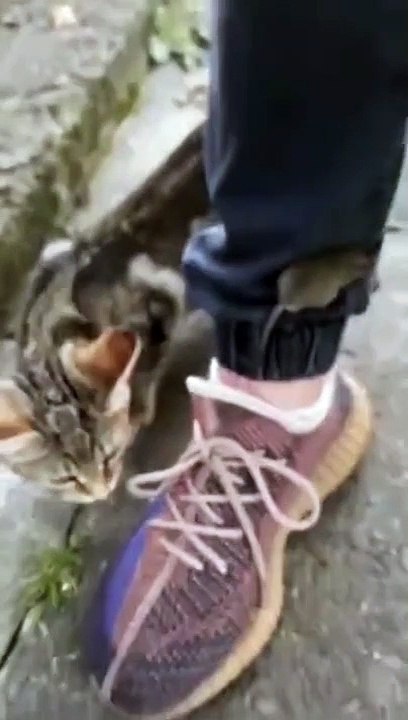 Une souris maline à trouver l'endroit parfait pour echapper au chat