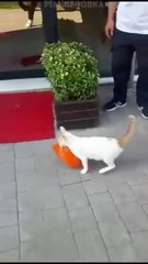 Cette maman chat rapporte à manger à ses petits chatons... adorable