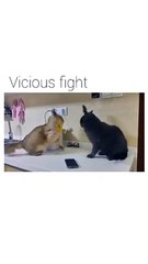 قالت قتال - she said fight