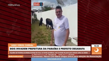 Bois invadem prefeitura do Sertão e prefeito reclama: “aqui virou curral”