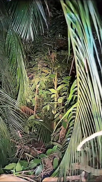 Paranormal activity ghost on camera part 241