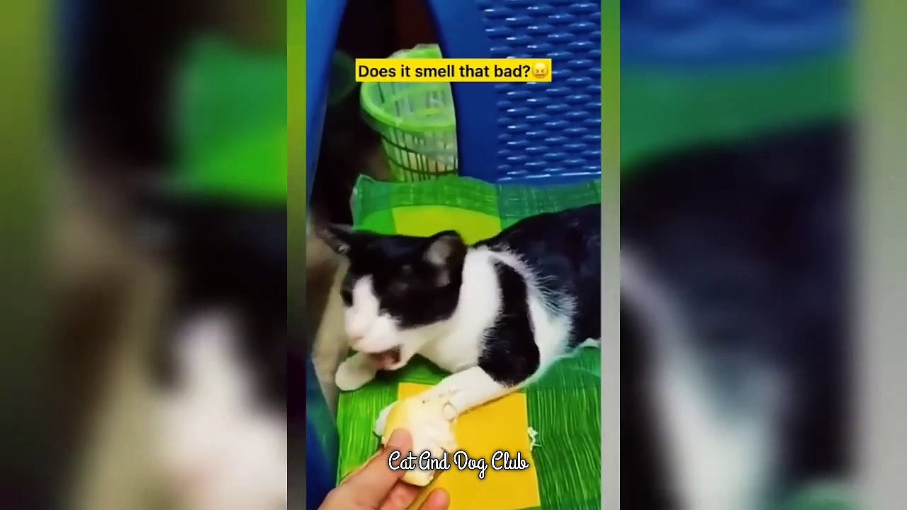 Best Funny Animal Videos Of The 2023 Funniest Cats And Dogs Videos