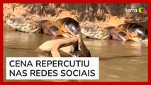 Pescador flagra sucuri dando 'abraço da morte' em jacaré no Mato Grosso do Sul