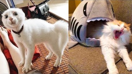 Funny Animal Videos Compilation 2023 -funny cats Random - funny dogs video