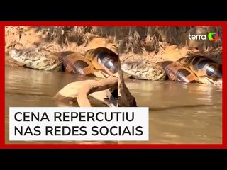 Pescador flagra sucuri dando 'abraço da morte' em jacaré no Mato Grosso do Sul