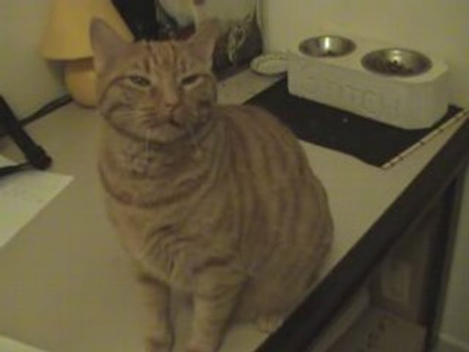 Stitch le chat