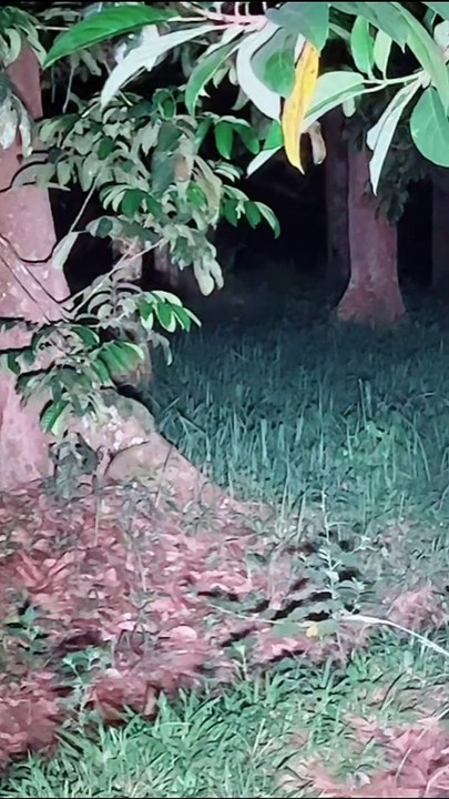Paranormal activity ghost on camera part 243