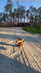 Corn Snake Poses For The Camera ViralHog