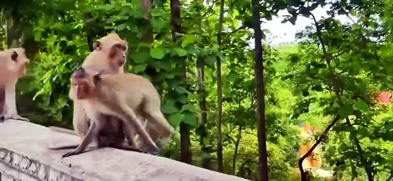 The baby monkeys are bullied by the adult monkeys in the herd
