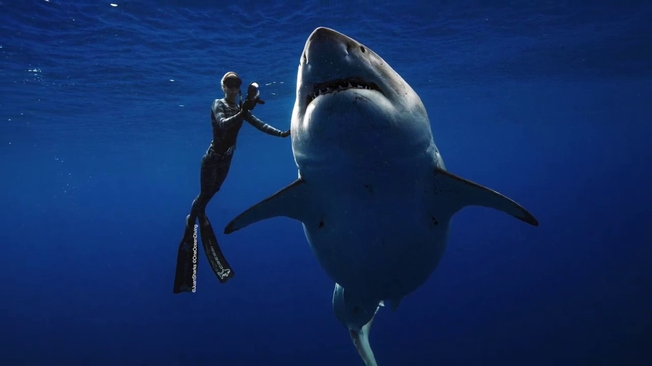 Top 10 Biggest Sharks in the World