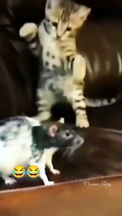 Episode 22: Chat mignon #funny #video #betisier #tiktok #comedy #memes #2023  #jolie #videos