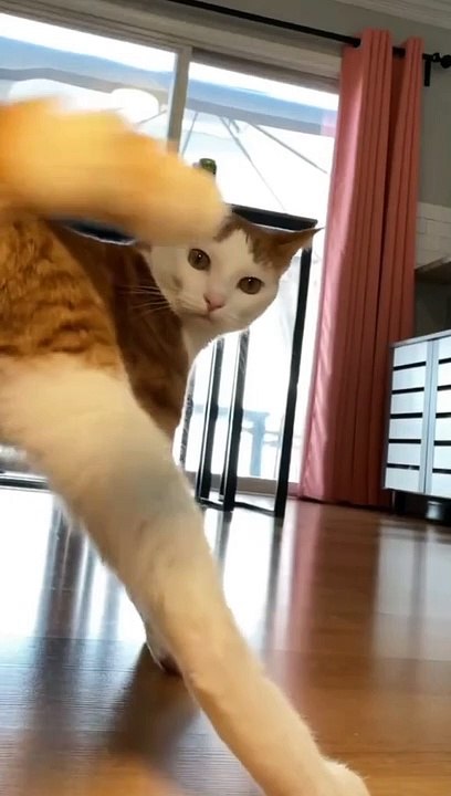 DJ cat