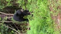 Yorkie Acts Tough in Standoff With Black Bear