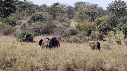 Watch Elephant bulls contesting at Mzithi waterhole, Kruger National Park