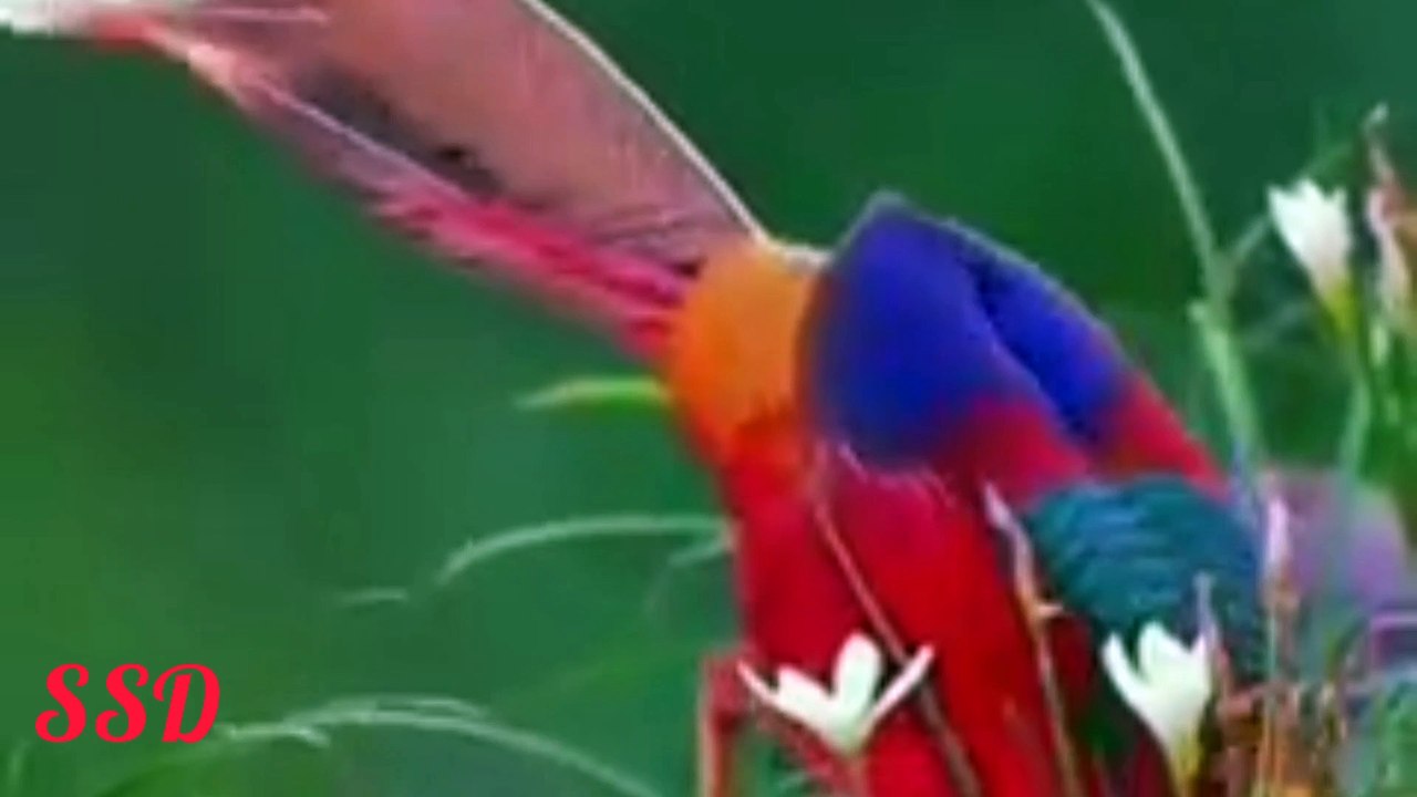 Birds ki Kahani us ki zubani