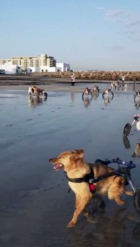 Una nueva oportunidad de vida : Perros en sillas de ruedas conmueven al disfrutar de la playa
