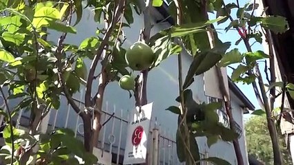 Bursa'dan Çanakkale'deki yangın bölgesine meyve fidanı desteği