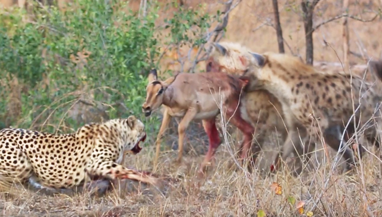 Cheetahs and Hyenas Eat Impala While it Tries Escaping
