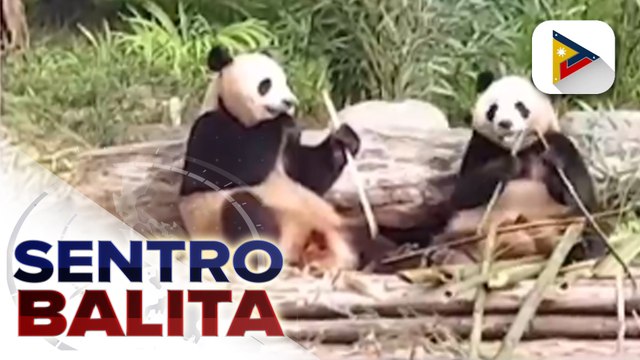 Giant panda na nasa ‘vulnerable’ category, patuloy na pinararami at pinoprotektahan sa research center sa Chengdu, China