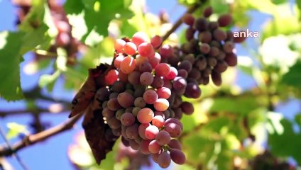 Buca Belediyesi Bağ Bozumuna Başladı