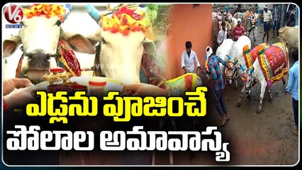 Farmers Prayers To Bull Due To Polala Amavasya At Nirmal | V6 News