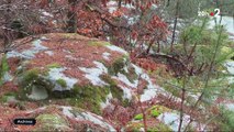 Les deux détenus de la maison d'arrêt de Fleury-Mérogis qui se sont évadés mardi lors d'une sortie dans la forêt de Fontainebleau sont toujours recherchés - VIDEO