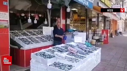 Balıkçı tezgâhları hamsi ile bereketlendi, palamut kayıplarda