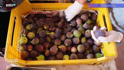 Bursa'nın 'siyah incisi'nde hasat başladı