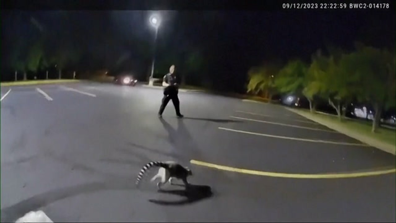 Lemurs on the loose! Police in Missouri chase the escaped animal