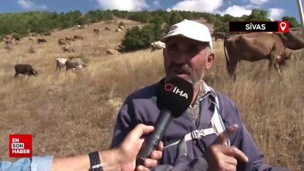 30 bin TL maaşla çoban bulamayınca çözümü nöbetleşmekte buldular