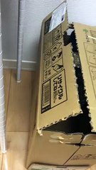 Rock Hyrax Hides in Cardboard Box