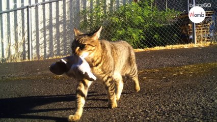 Le policier voit son chat lui ramener un sac, il regarde dedans et n’en revient pas !