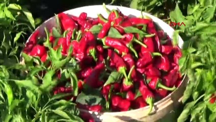 İslahiye ve Nurdağı'nda Kırmızı Biber Hasadı Devam Ediyor