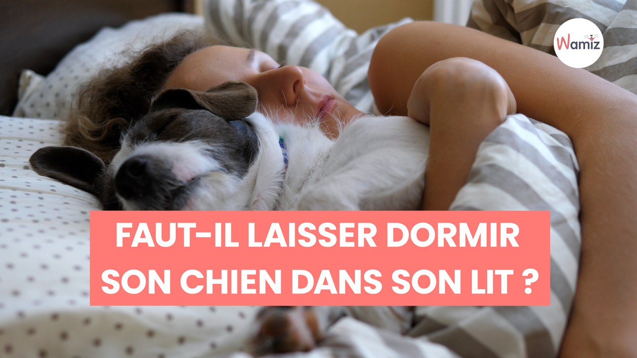 Faut-il laisser dormir son chien dans son lit ? Des experts appellent à la prudence