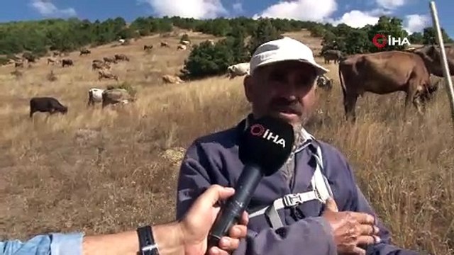 30 bin TL maaşla çoban bulamayınca çözümü nöbetleşmekte buldular