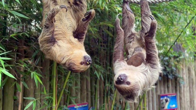 New baby sloth at East Sussex zoo