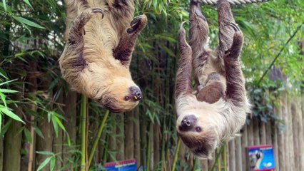 New baby sloth at East Sussex zoo