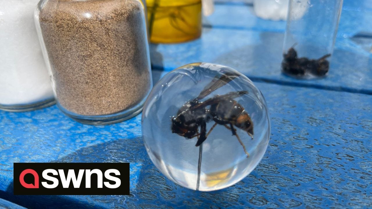 Gargantuan Killer Asian Hornets Decimate Beekeeper's Livelihood as They Ravage His Beehives