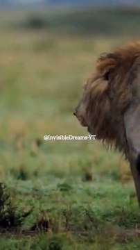 Attitude - Lion King - Don't Cross The Limit #shorts #attitude #status #lionking #quotes