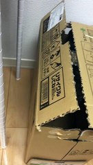 Rock Hyrax Hides in Cardboard Box