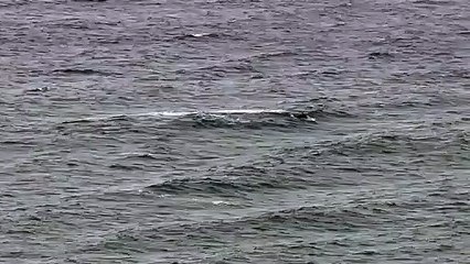 Dolphin Pod Plays in the Waves